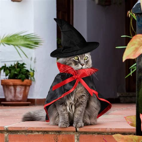In Search of the Witchy Feline: Where to Find Baby Cats with Magical Abilities